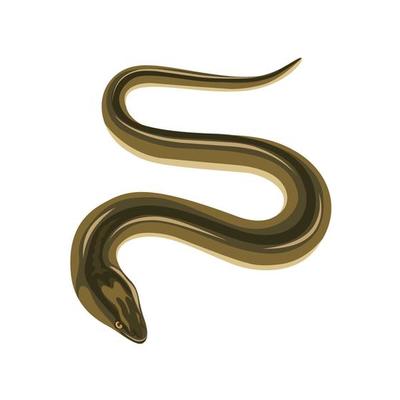 Vector illustration of a swamp eel or Monopterus albus, isolated on white.