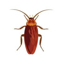 ilustración vectorial de una cucaracha, aislada en un fondo blanco.