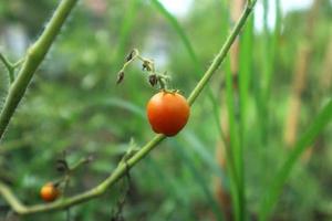 Red tomato in garden photo. Fresh red and green tomato photo