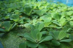 Green leaves of polygonatum multiflorum solomon's seal medicinal plant photo