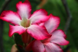 hermosa foto de la planta de flores de adenium. elegante rosa adenium flores plantas photo