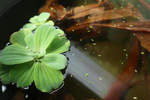 hojas verdes de la planta medicinal del sello de salomón polygonatum multiflorum foto