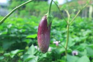 Elegant eggplant image. Not ripe Eggplant. Growing eggplant photo