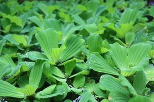 Green leaves of polygonatum multiflorum solomon's seal medicinal plant photo