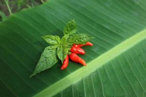 Hot chili peppers isolated on banana leaf. Red and green Chile peppers plant photo