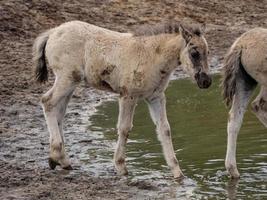 caballos salvajes en westfalia foto