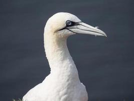 birds on helgoland island photo