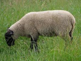ovejas en un campo en alemania foto