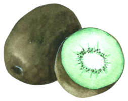 kiwi akvarell handfärg png