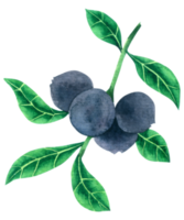 Blueberry watercolor hand paint png