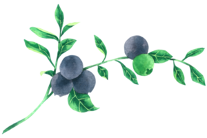 Blueberry watercolor hand paint png