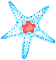 Star Fish watercolor hand paint png