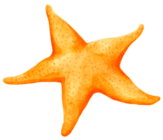 pintura de mano de acuarela de pez estrella