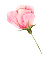 élément de fleur fleur de mariage aquarelle png