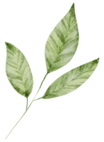 aquarelle élément feuille verte png