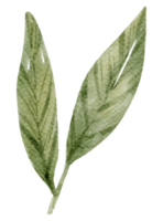 grönt blad element vattenfärg png