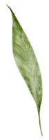 aquarelle élément feuille png