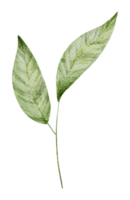 aquarelle élément feuille verte png