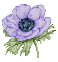 Anemone flower watercolor png