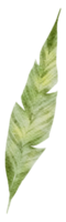 aquarelle élément feuille png