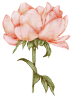 acquerello di fiori di anemone png