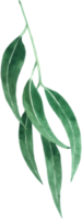 grönt blad element vattenfärg png