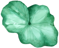 Lotus-Aquarell-Handfarbe png