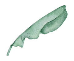 acuarela de elemento de hoja png