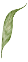 aquarelle élément feuille png