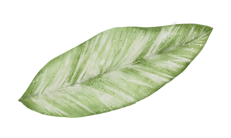 aquarelle élément feuille png