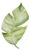 acuarela de elemento de hoja png