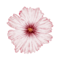 élément de fleur fleur de mariage aquarelle png