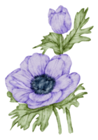 Anemone flower watercolor png