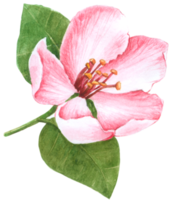 flor flor de casamento em aquarela png