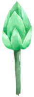 lotus aquarel handverf png