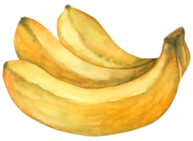 pintura de mano de acuarela de plátano png