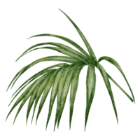 blad element akvarell png