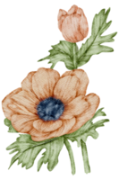 Anemone flower watercolor png