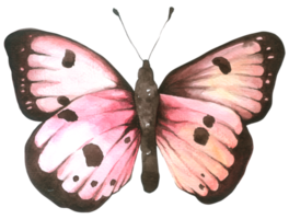 pintura de mano de acuarela de mariposa png