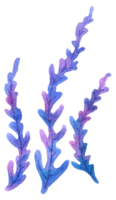 pintura à mão em aquarela coral png