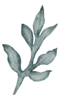 blad element akvarell png