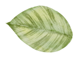 Leaf Element watercolor png