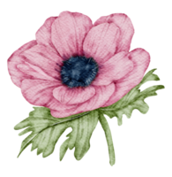 aquarelle de fleur d'anémone png