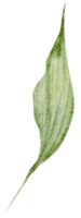 acquerello elemento foglia verde png