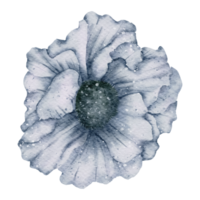 aquarelle de fleur d'anémone png