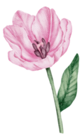 acquerello di fiori di tulipano png