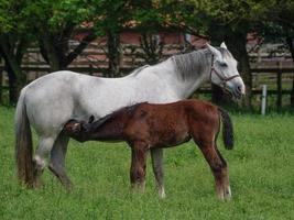 horses on a meadow in germany photo