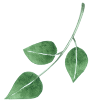 aquarelle feuille verte png