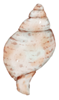 elemento de acuarela de verano png