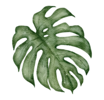 acquerello di piante di monstera png